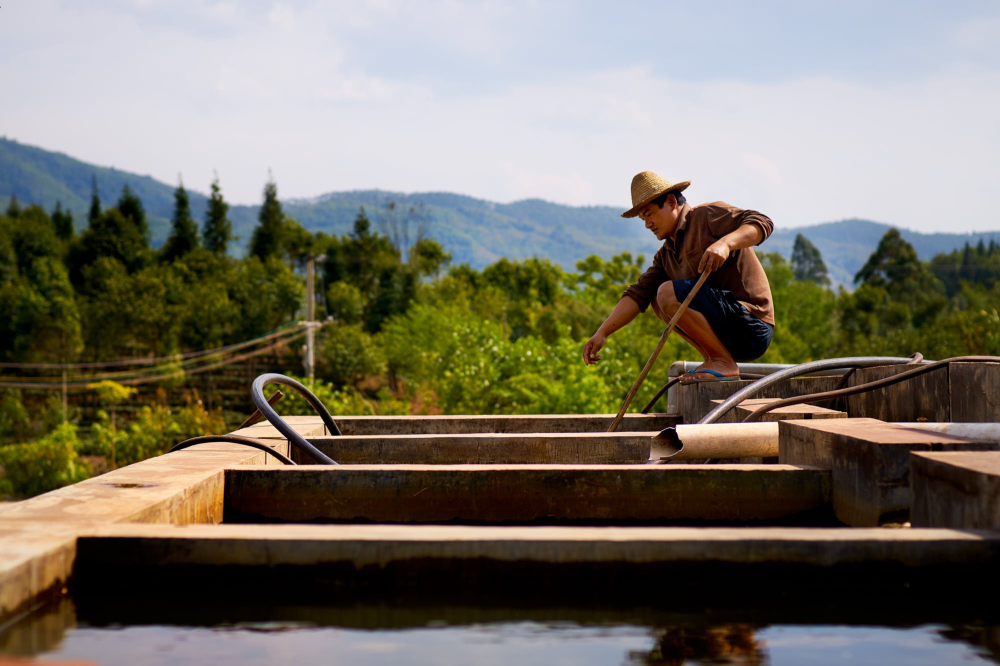Yunnan-coffee-culture-aa