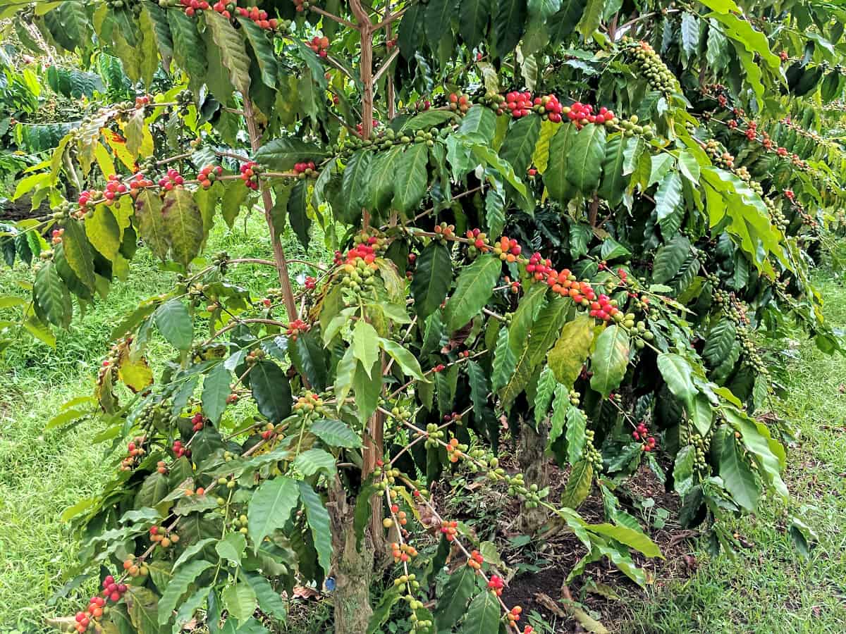 ethiopian-yirgacheffe-green-coffees