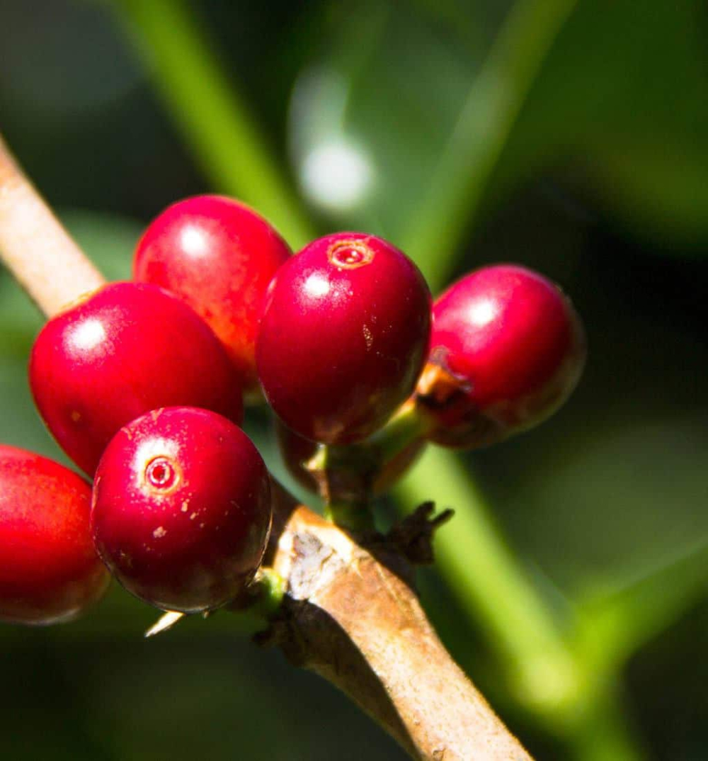 geisha panama