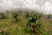 厄瓜多尔的咖啡特点 厄瓜多尔为什么适合种植咖啡