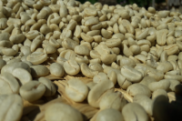 墨西哥咖啡产区 墨西哥咖啡豆的特点及咖啡品种