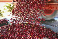云南精品咖啡种植地特点 云南小粒咖啡和云南红樱桃咖啡的风味对比