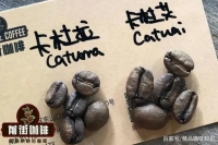 中南美洲的危地马拉、哥斯达黎加和巴拿马卡杜拉卡杜艾咖啡豆风味对比