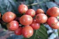 衣索比亞古吉精品咖啡产区咖啡豆巴赫日曬處理法 G1的风味特点