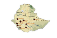 非洲咖啡豆特点-埃塞俄比亚（西达摩、耶加雪菲和古吉产区）