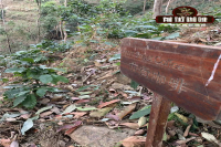 巴拿马波奎特瑰夏咖啡品种介绍 手冲花蝴蝶参数风味特点口感描述