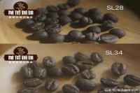 为什么肯尼亚的咖啡豆是酸的