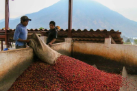 危地马拉薇薇特南果产区咖啡风味特点