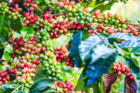 埃塞俄比亚耶加雪菲咖啡和西达摩花魁6.0咖啡豆分别的风味处理方法特点