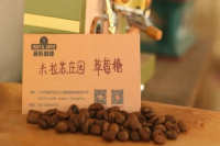 哥斯达黎加塔拉珠咖啡豆产区风味介绍 蜜处理手冲咖啡口感