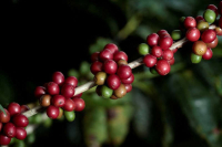 天然低因咖啡豆有望问世！
