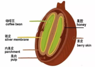 从一颗咖啡豆就能轻而易举判断它的处理方法