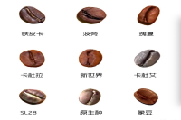常见咖啡豆种介绍——铁皮卡、波旁、瑰夏（附图片）